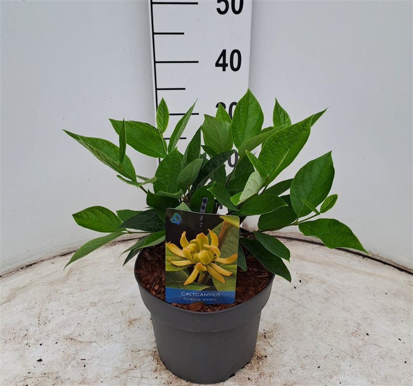 Calycanthus flor. 'Athens' - C4 40-50 CM